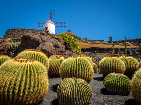 Old windmill turned museum and large round cactuses in the Cactus Garden designed by Cesar Manrique, Lanzarote, Canary Islands, Spainのeditorial素材