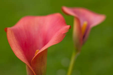 Soft focus image of the Calla lily red flowersの写真素材