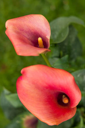 Soft focus image of the Calla lily red flowersの写真素材