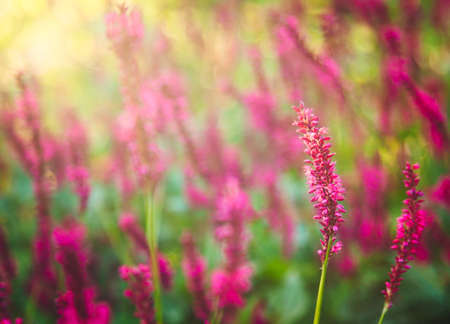 Purple Loosestrife Flower in the garden in springの写真素材
