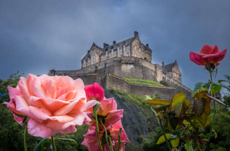 Roses growing in the gardens below the Royal Castle on a rocky hill in Edinburgh, Scotland, UKのeditorial素材