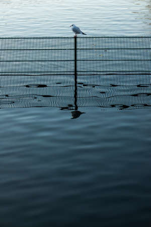 Single small bird sitting on a fence in water in a pond in Regents Park in London in the morningの写真素材