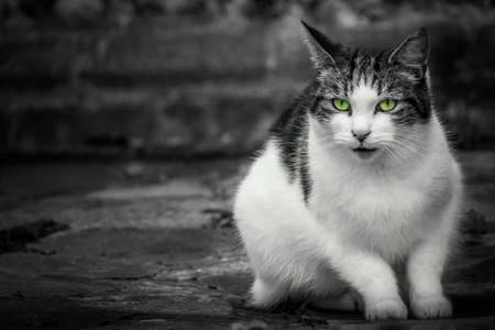 Portrait of a cute furry cat sitting on the groundの写真素材
