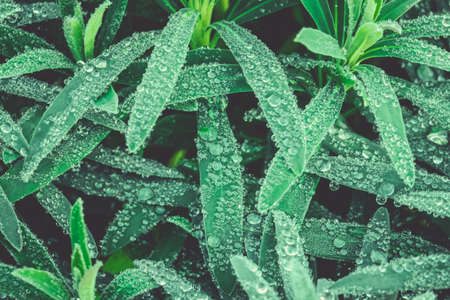 Multiple macro water drops on a green leaf bushes on a winter morningの写真素材