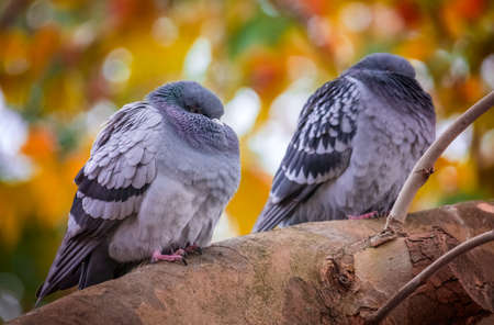 Two pigeons sitting on a branch of a tree on a cold  autumn day, hiding heads in feather to get warmの写真素材