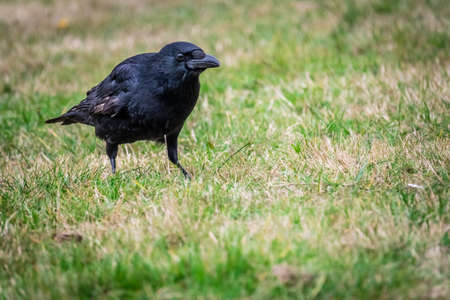 Black crow wading through the grass in a park in springの写真素材
