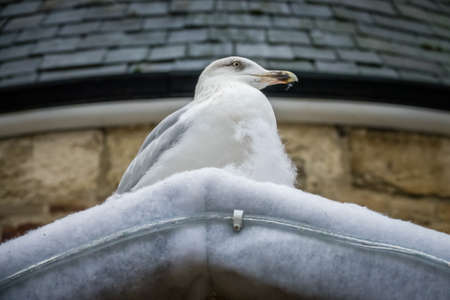 Seagull sitting on a snow covered roof of a building in winterの写真素材