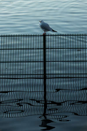 Single small bird sitting on a fence in water in a pond in Regents Park in London in the morningの写真素材