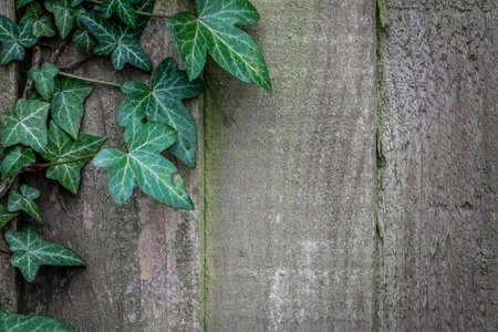 Green ivy climbing on the old wooden fence wallの写真素材