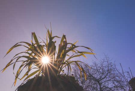 Sun rays shining through the plant leaves in the Regents park in Londonの写真素材