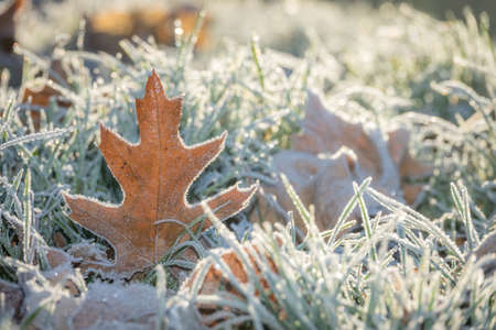 Small leaf with winter frost on a cold morningの写真素材