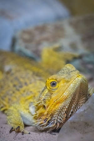 Bearded Dragon lizard looking throgh the cage window in a zooの写真素材