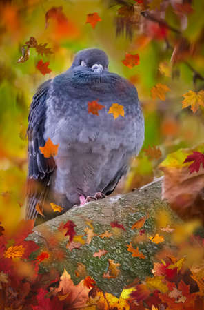 Pigeon sitting on a branch of a tree on a cold  autumn dayの写真素材