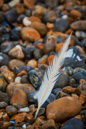 White feather on peebles on the stony beach on English coastの写真素材