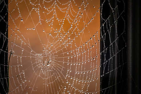 Morning dew drops on a spider web