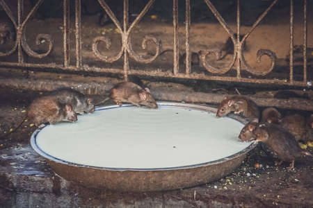 Holy rats drinking milk in the Karni Mata temple, Deshnok near Bikaner, Indiaの写真素材