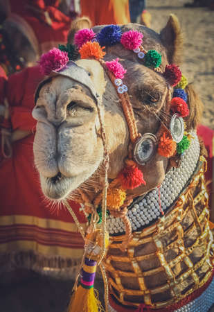 Dandified camel during camel festival in Jaisalmer, Indiaの写真素材
