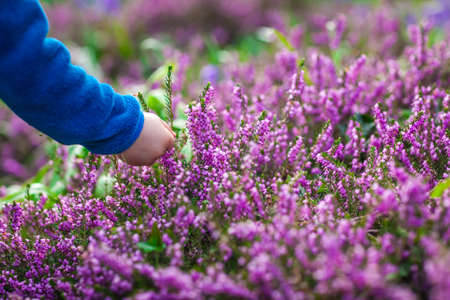 Little boy picking up purple Loosestrife Flowers in the garden in springの写真素材