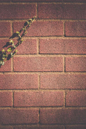 Green ivy climbing on the old house brick wallの写真素材