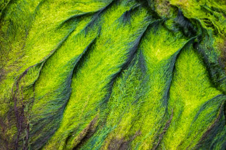 Closeup of a natural green pattern and texture of sea grass on a stoneの写真素材