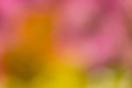Defocused and blurred abstract colorful background of a field of colorful tulipsの写真素材