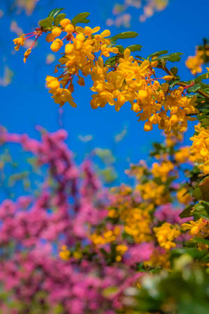 Colorful blossoming trees in spring in the garden