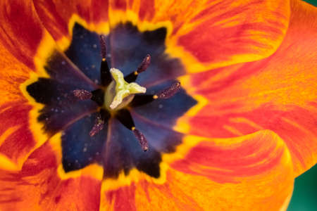 Red, yellow and orange tulip head close up