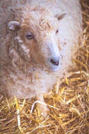 Sheep standing inside barn on a farm in Kent, UKの写真素材