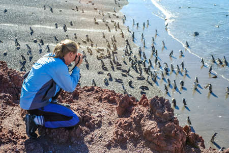Female photographer taking pictures of penguins walking out of the ocean and walking on the beach in Punta Tombo, Argentina, South Americaの写真素材