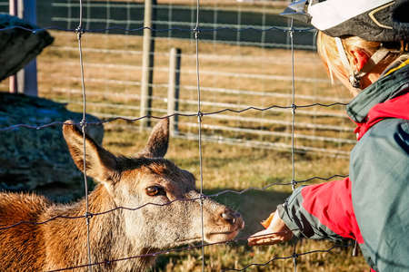 Woman trying to feed a cute little deer on a farm while on a cycle touring trip in New Zealandの写真素材