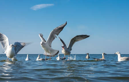 Seagulls fighting for bread pieces being thrown into the seaの写真素材