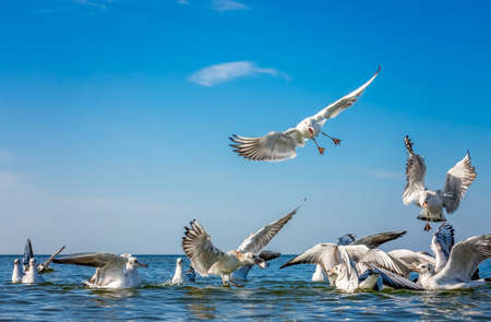 Seagulls fighting for bread pieces being thrown into the seaの写真素材