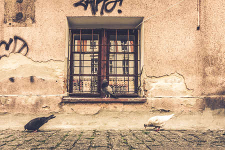 Pigeons in front of a old building window, Polandのeditorial素材