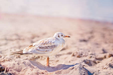Seagull standing on the beach on a Baltic sea coastの写真素材