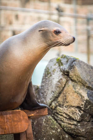 Bergen, Norway -  October 2017 :  Large seal sitting on a wooden stand during the show in Bergen Aquariumのeditorial素材