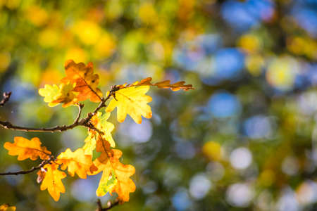 Yellow leaves on a branch of a tree on an autumn day in a park on a sunny day
