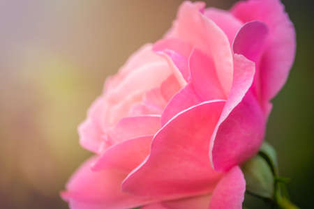Close up of a small pink rose in the garden in springの写真素材