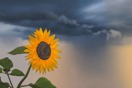 Beautiful yellow sunflower photographed on a stormy dayの写真素材