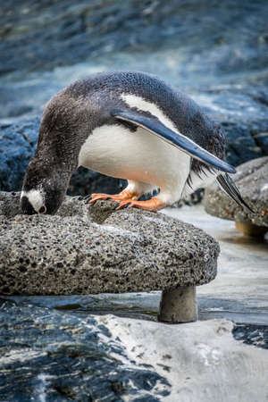 Small cute penguin standing on a stone and collecting  pebblesの写真素材