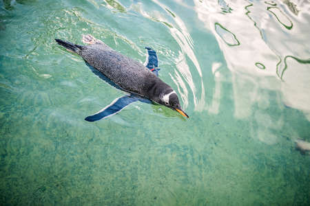 Small penguin swimming in water in a zooの写真素材