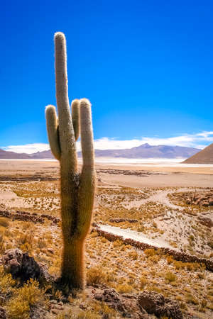 Single cactus growing on a pampa near Salar de Uyuni, Boliviaの写真素材