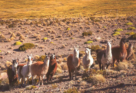 Herd of llamas grazing on the Altiplano mountain slopes in summer, Andes, Boliviaの写真素材