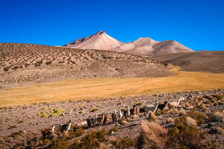 Herd of llamas grazing on the Altiplano mountain slopes in summer, Andes, Boliviaの写真素材