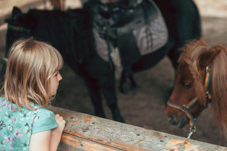 Cute little Caucasian girl looking at a little ponyの写真素材