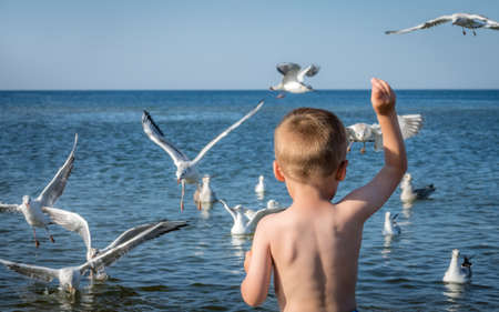 Little caucasian boy standing in the sea and throwing pieces of bread to white seagullsの写真素材