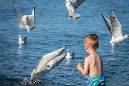Little caucasian boy standing in the sea and throwing pieces of bread to white seagullsの写真素材