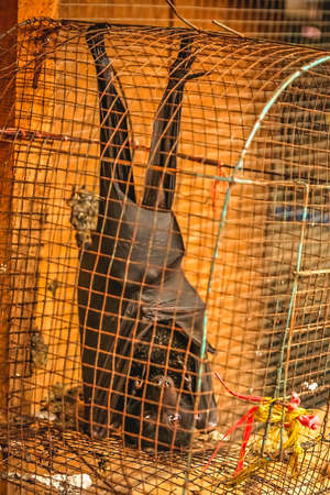 Small black bat in a cage for sale on the market in Yogyakarta, Indonesiaの写真素材