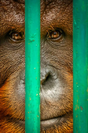 Close up of a face of large brown orangutan in the zoo in Bukittingi, Sumatra, Indonesiaの写真素材