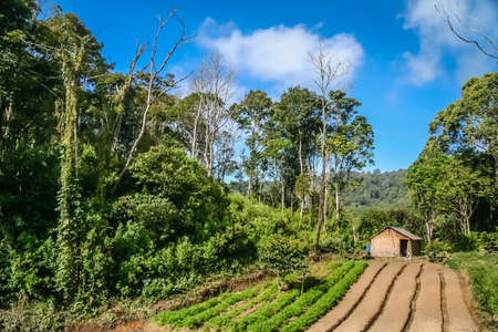 Green agricultural terraced fields in the jungle surrounding the base of Gunung Sibayak volcano in  Sumatra, Indonesiaの写真素材