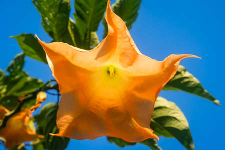 Yellow Brugmansia flower also called Angels Trumpets or Datura, photographed in Bali, Indonesiaの写真素材